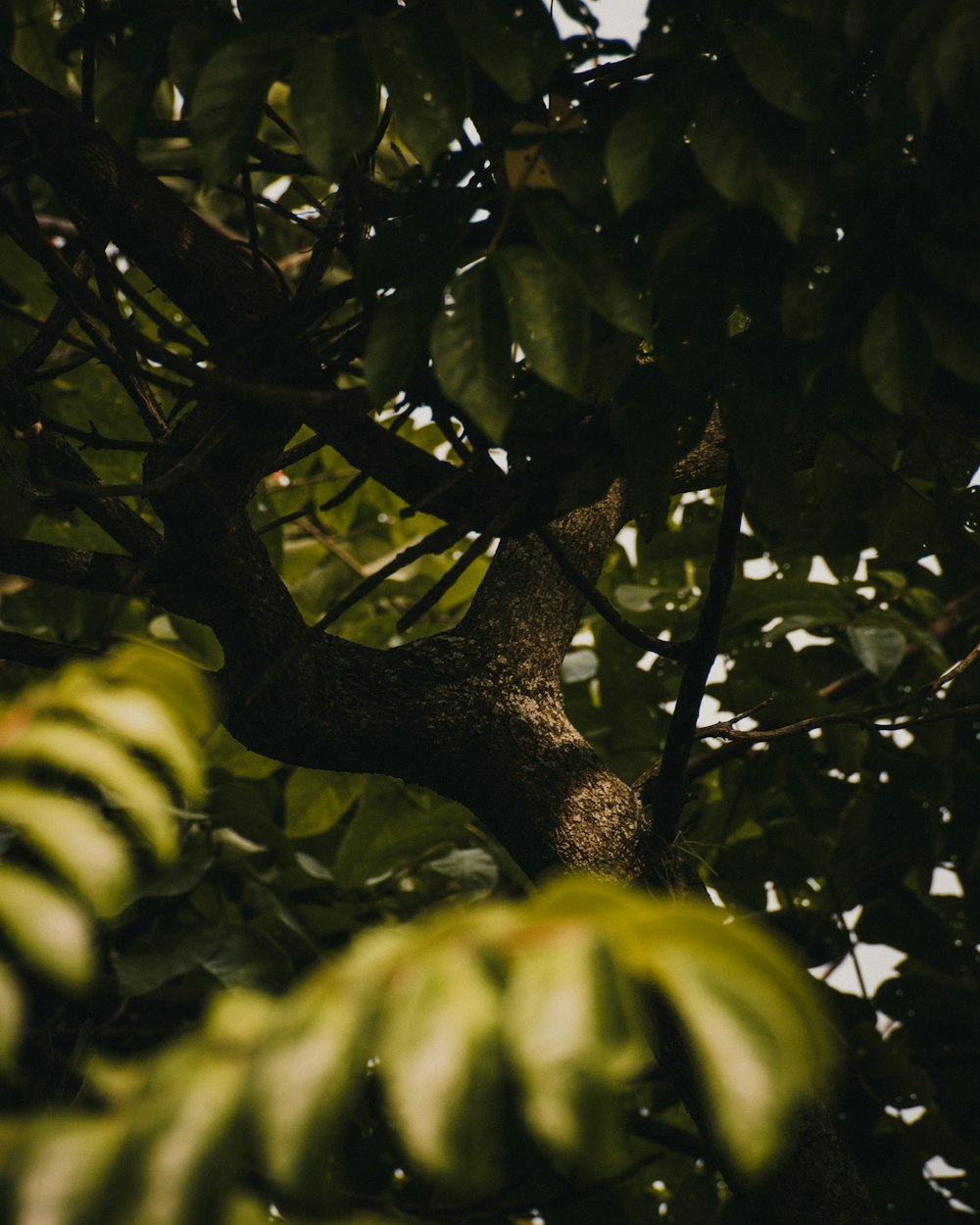 a tree with lots of green leaves on it