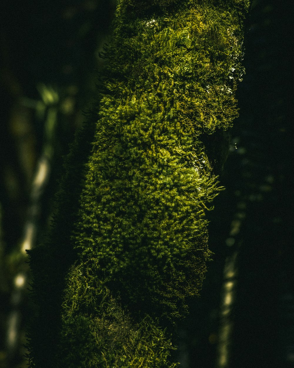 a close up of a moss covered wall