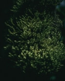 a close up of a green tree in the dark