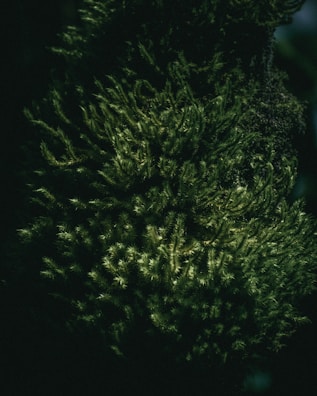 a close up of a green tree in the dark