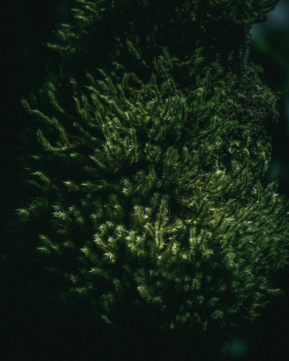 a close up of a green tree in the dark