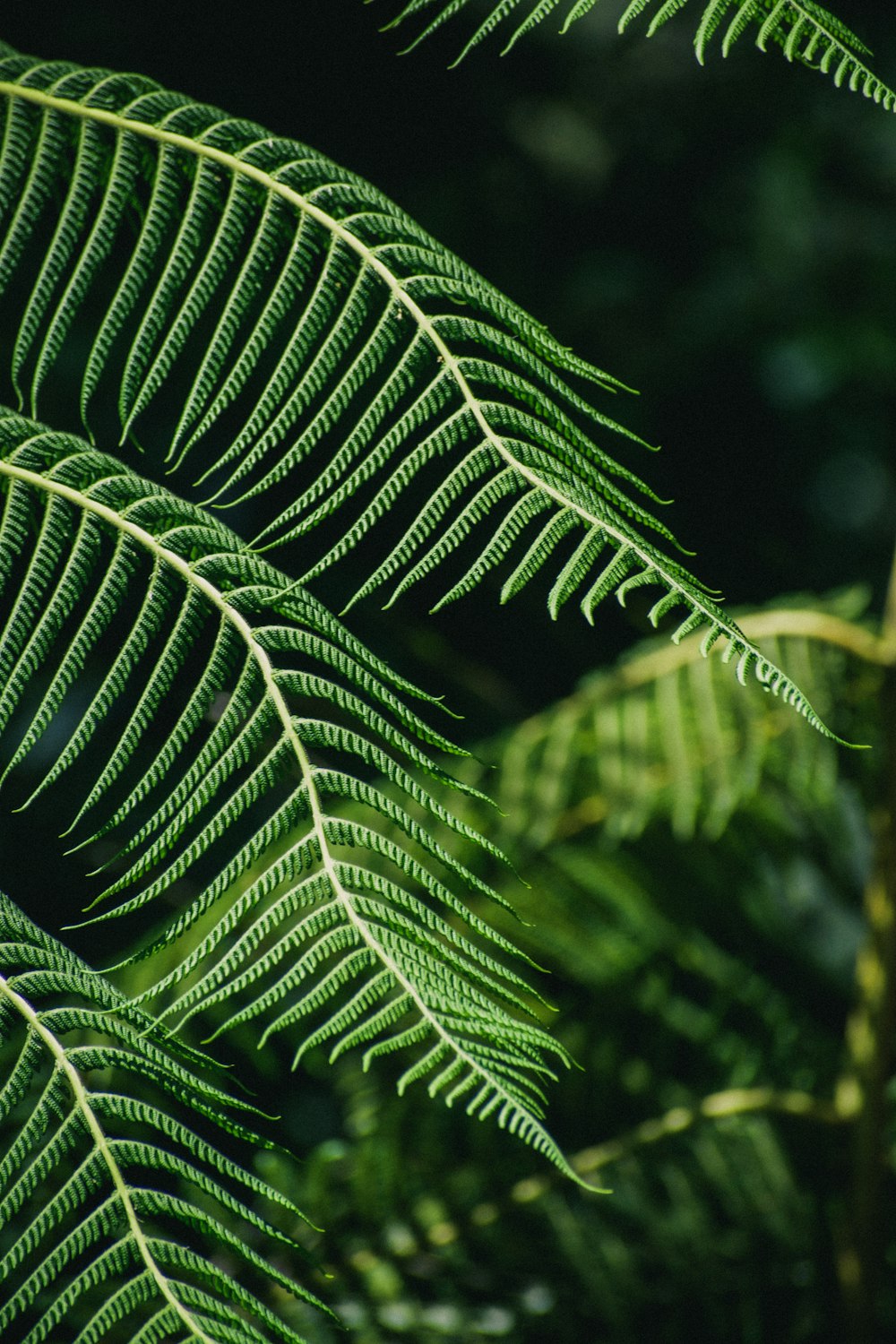 a close up of a green leaf on a tree