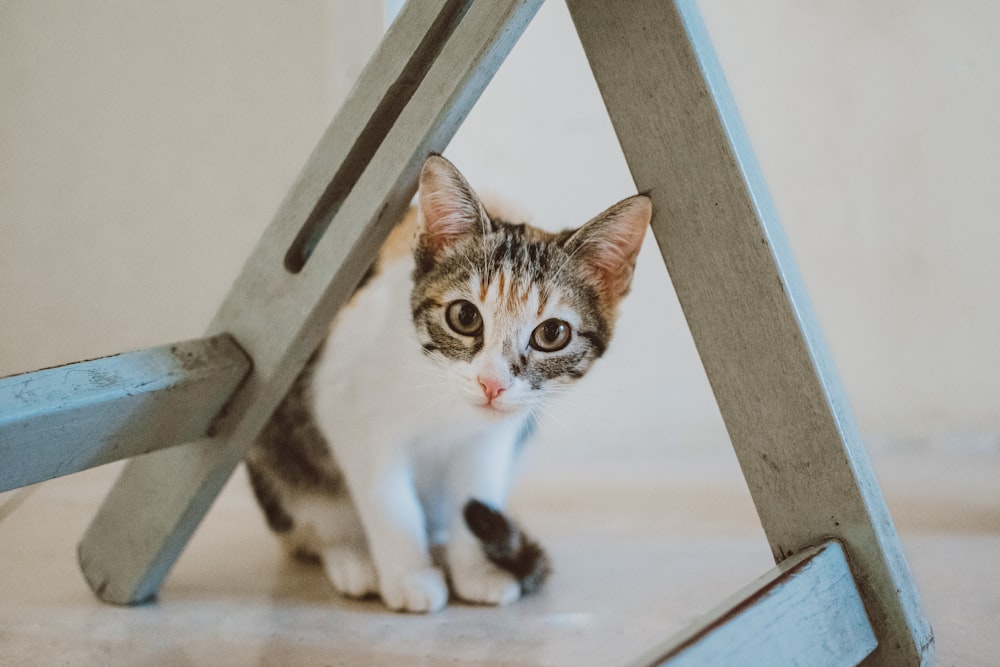 a cat sitting under a wooden chair looking at the camera