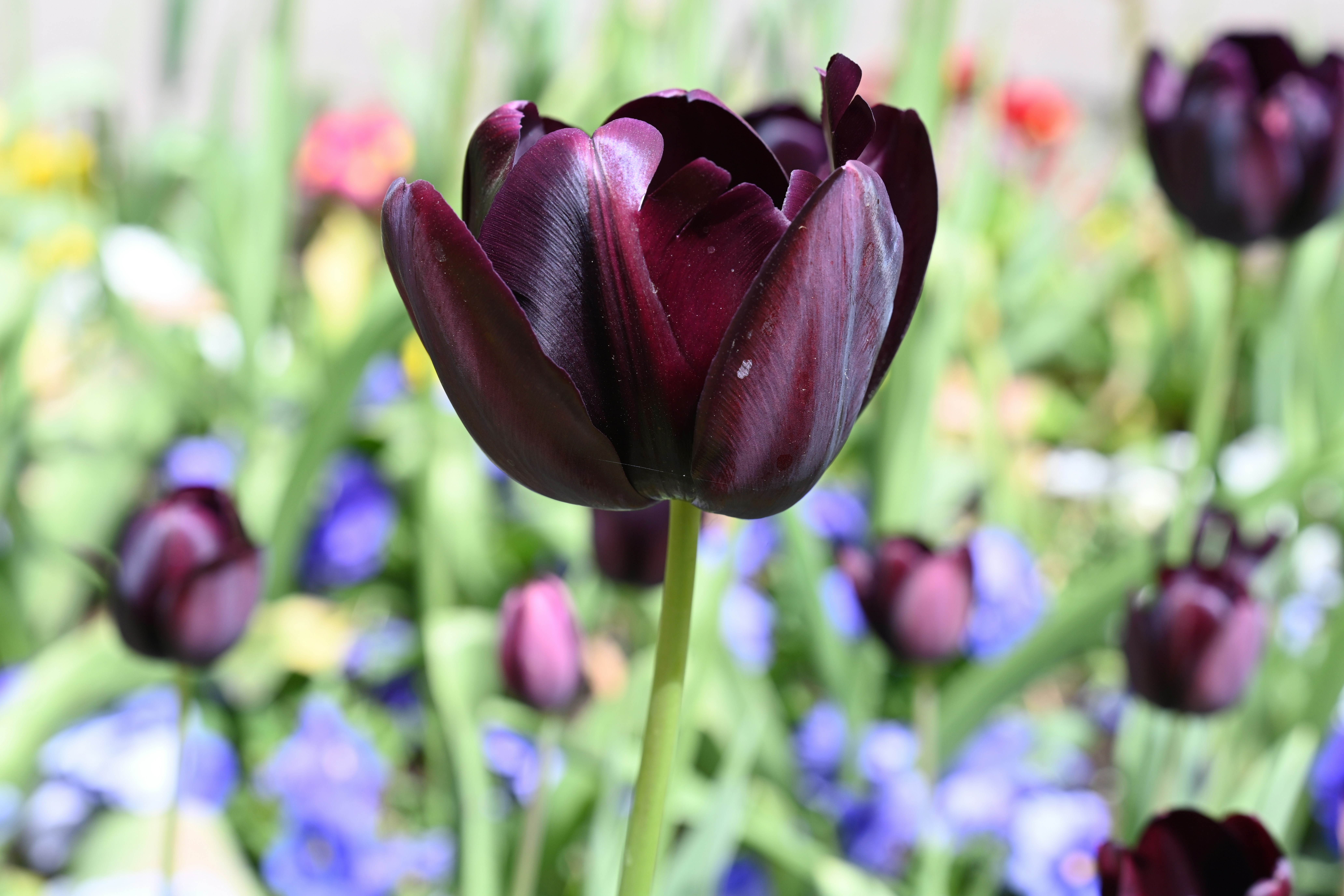 a bunch of flowers that are in the grass