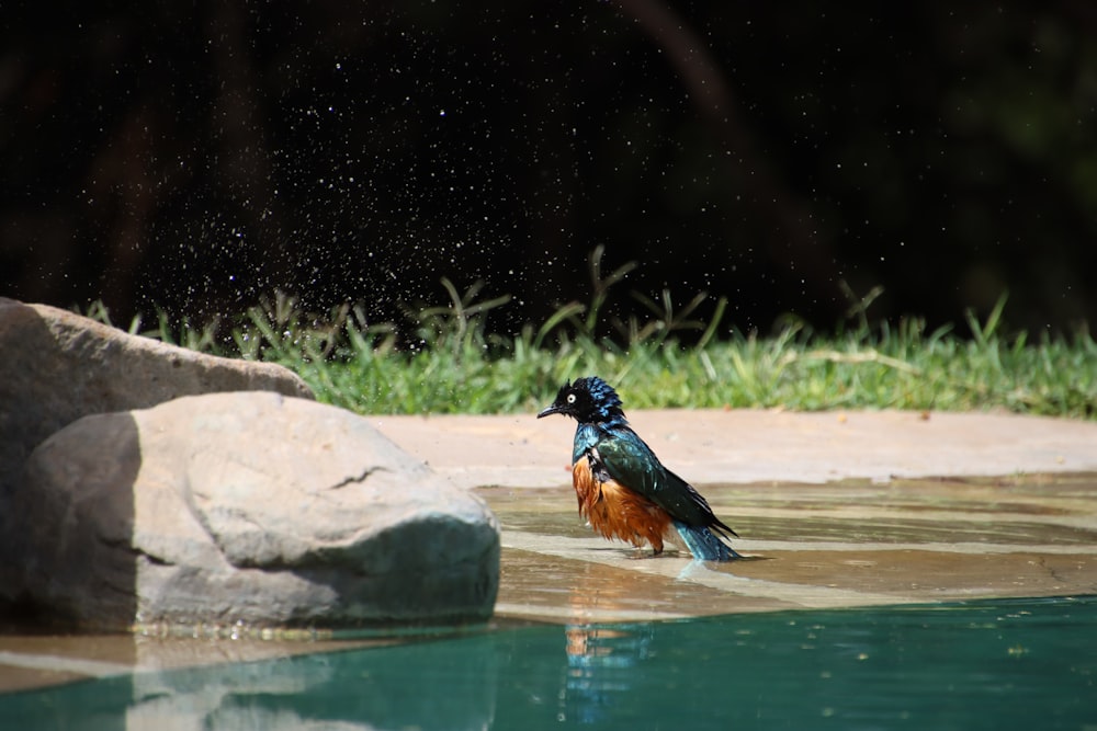 a colorful bird standing in a pool of water