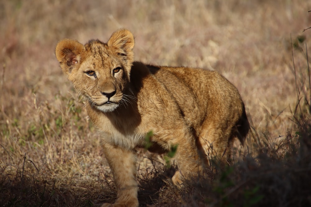 a young lion walking through a dry grass field