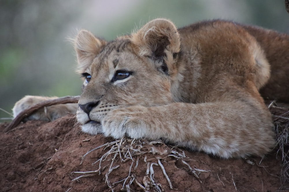 a lion cub rests on top of a pile of dirt