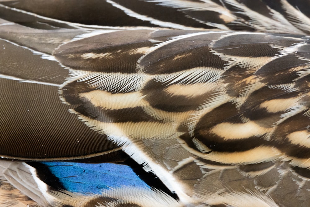 a close up of a blue and brown bird's feathers
