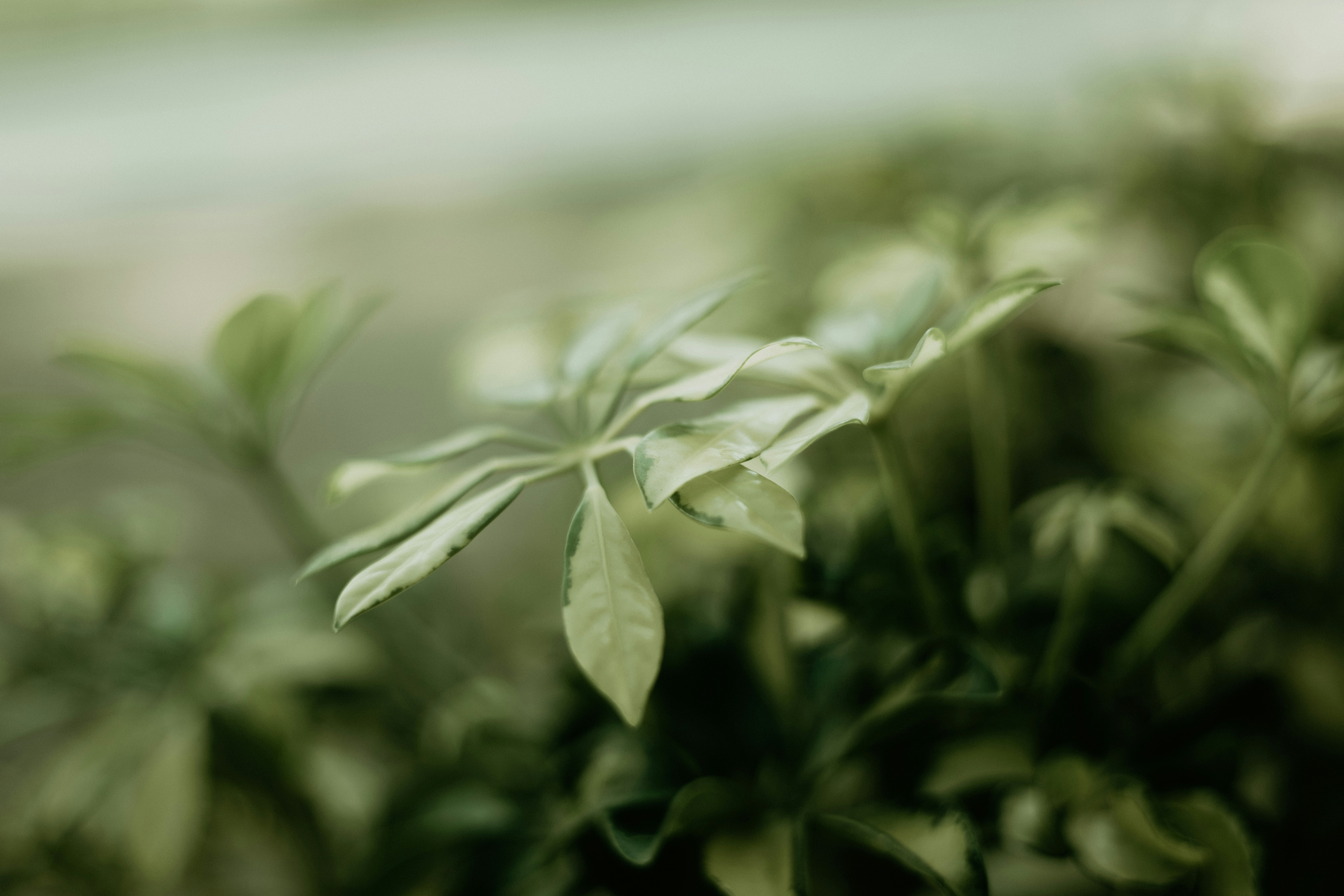 Photo by bittersweet_cappuccino