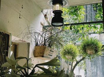 A rustic interior featuring a hanging lantern, wooden crates filled with dry branches, and two hanging pots with lush green plants. The wall shows signs of wear, with peeling paint and exposed bricks. Natural light filters through a glass pane partially covered with green foliage.