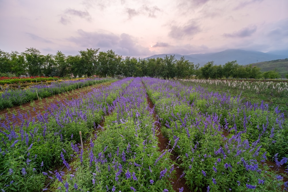 a field of purple flowers under a cloudy sky