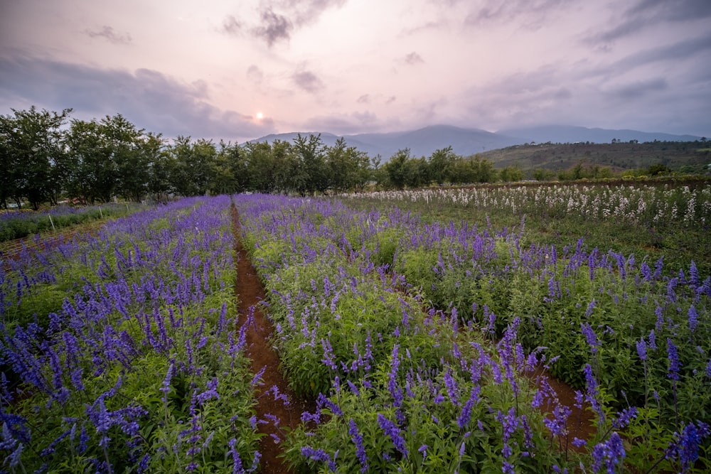 a field full of purple flowers under a cloudy sky