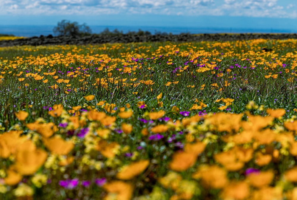 a field full of yellow and purple flowers