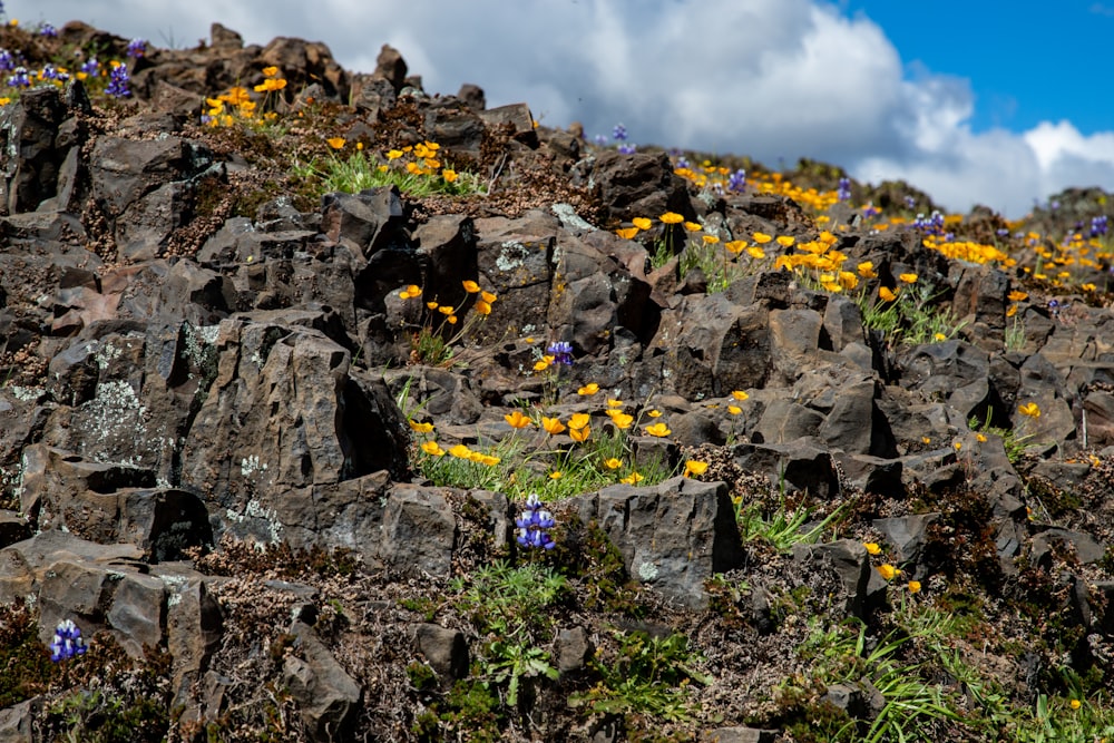 a rocky hillside covered in yellow and purple flowers
