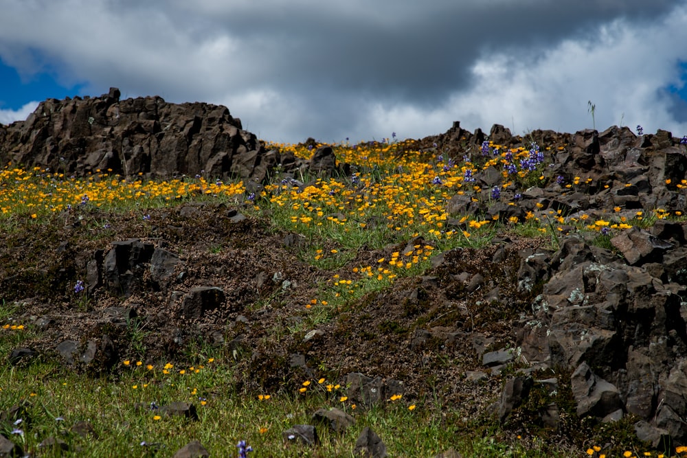 a rocky hillside covered in yellow flowers under a cloudy sky