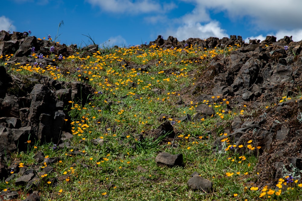 a rocky hillside with yellow flowers growing on it