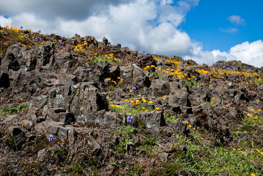 a rocky hillside with yellow flowers growing on it