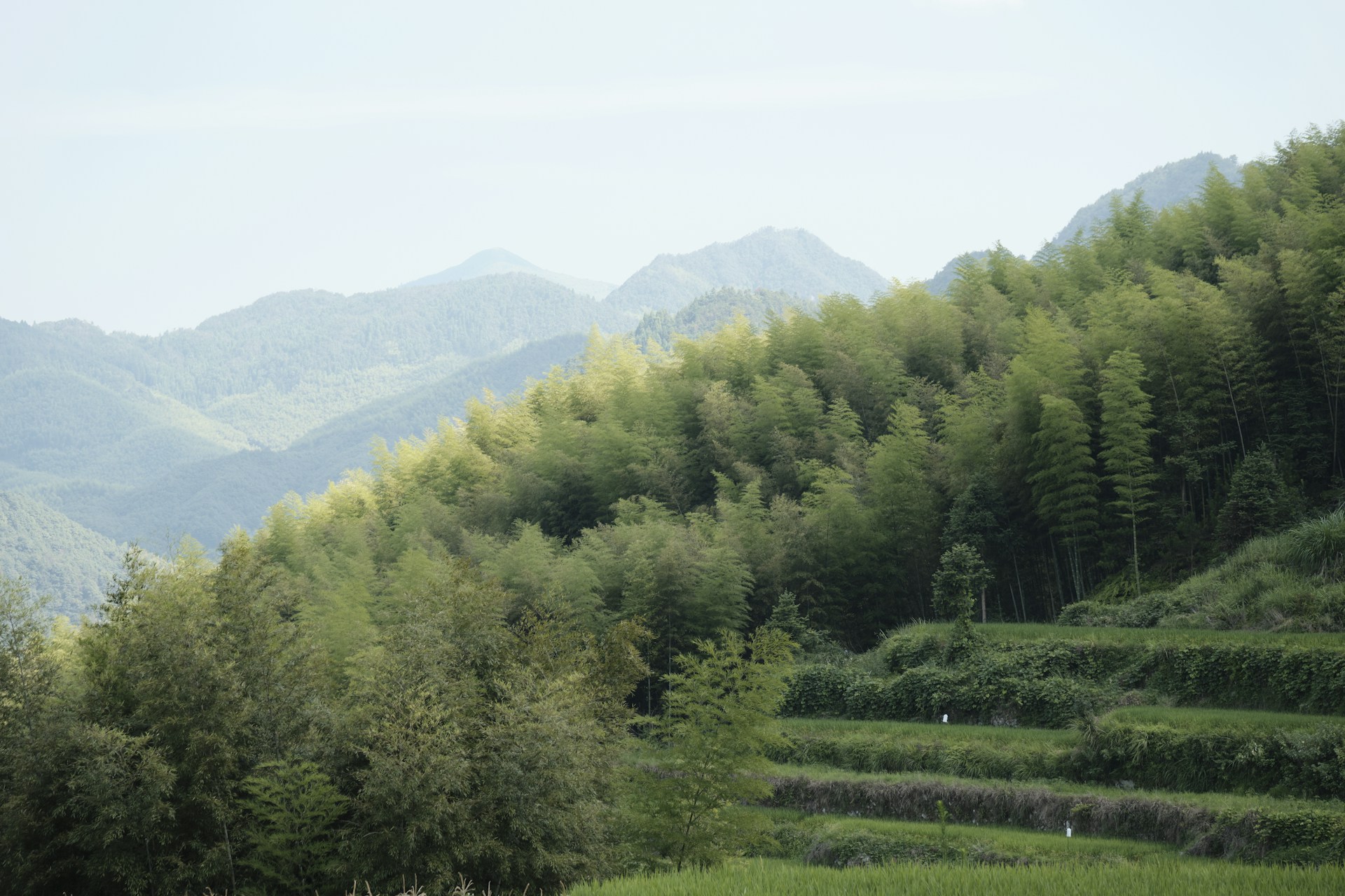 a lush green forest filled with lots of trees