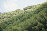 A vast expanse of densely packed bamboo forests stretches across rolling hills under a partly cloudy sky. The bamboo ranges in shades from light to dark green, giving the landscape a rich and lush appearance.
