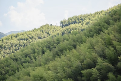 A vast expanse of densely packed bamboo forests stretches across rolling hills under a partly cloudy sky. The bamboo ranges in shades from light to dark green, giving the landscape a rich and lush appearance.