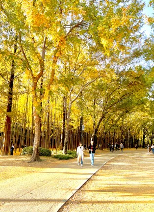 Guests enjoying a peaceful morning walk along a nearby forest trail bathed in golden light.
