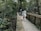 A group of happy trekkers crossing a wooden bridge surrounded by dense jungle foliage.
