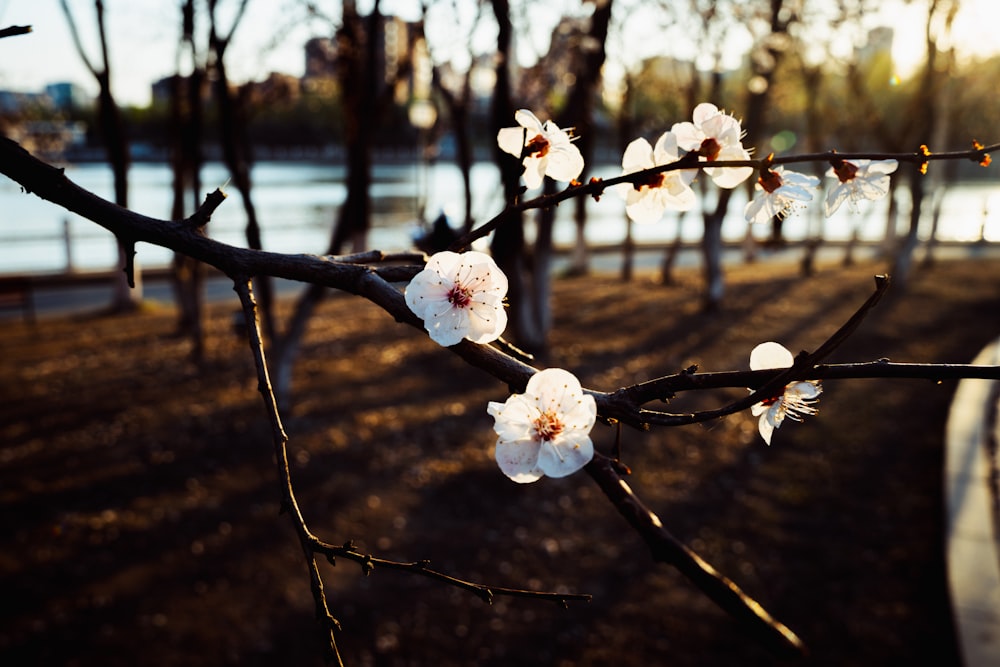 a tree with white flowers in a park