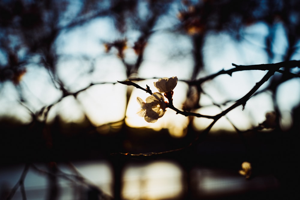 a branch of a tree with flowers in the foreground