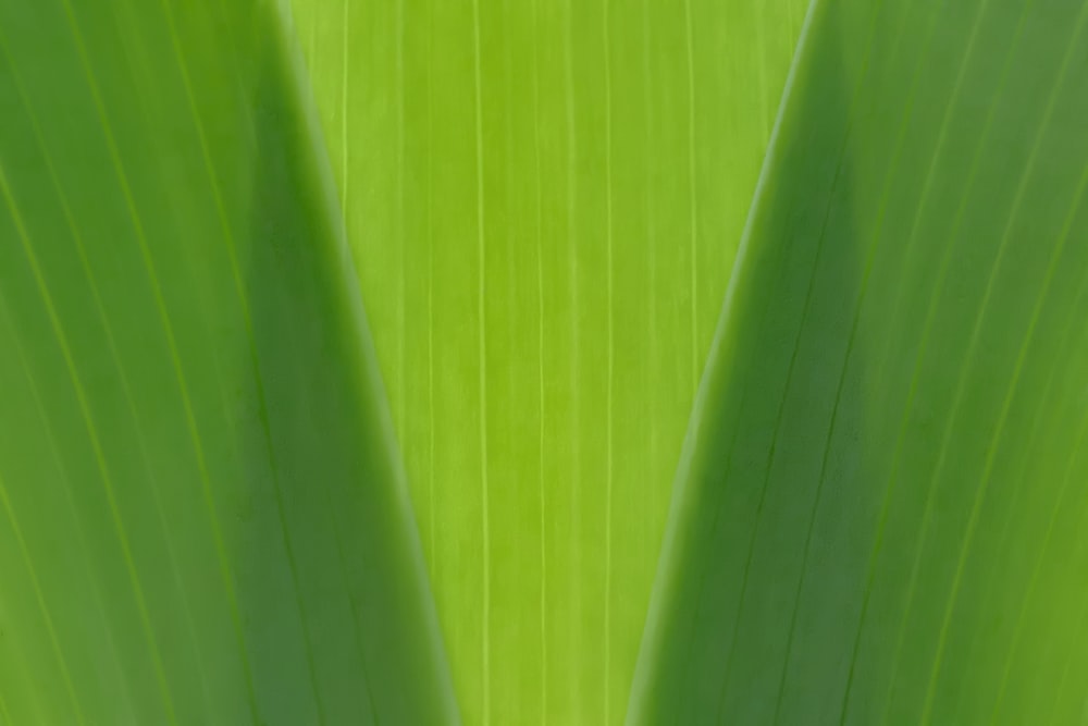 a close up view of a green leaf