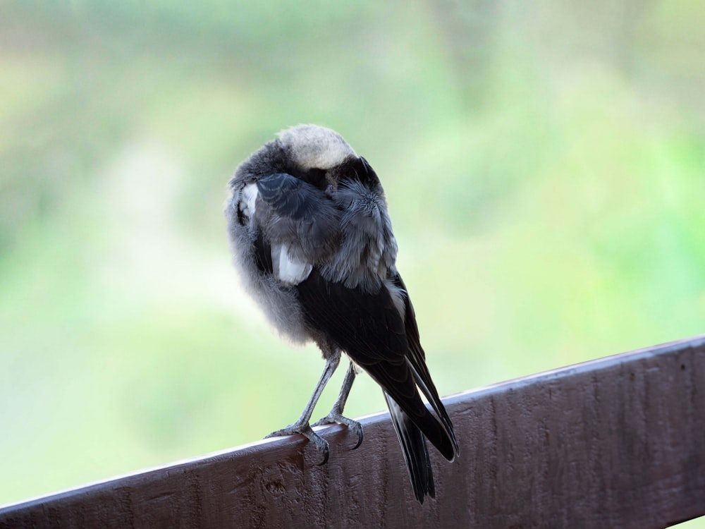 a small bird sitting on top of a wooden rail