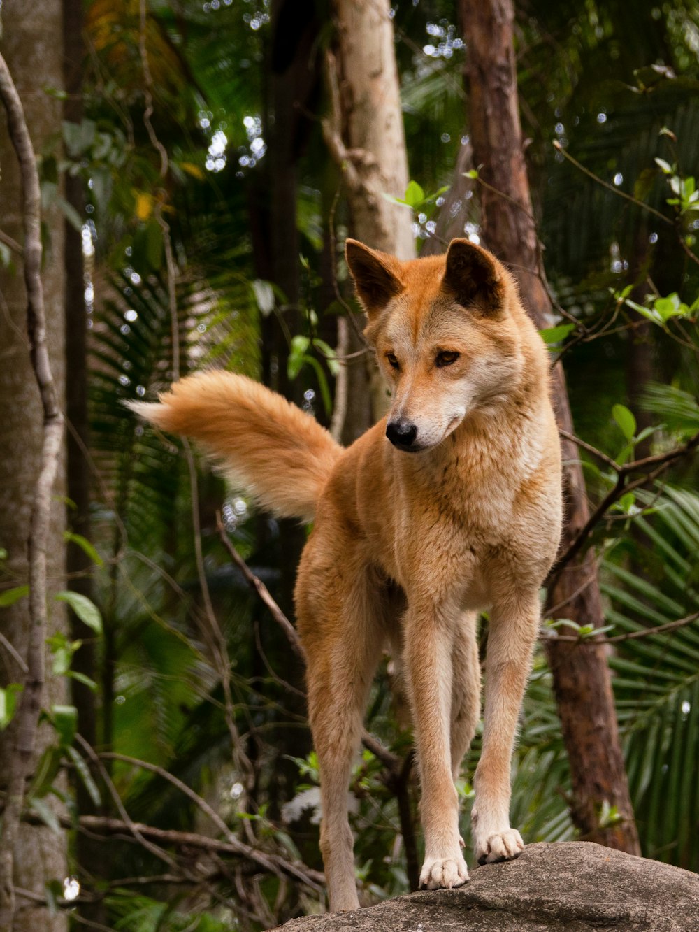 a brown dog standing on top of a rock