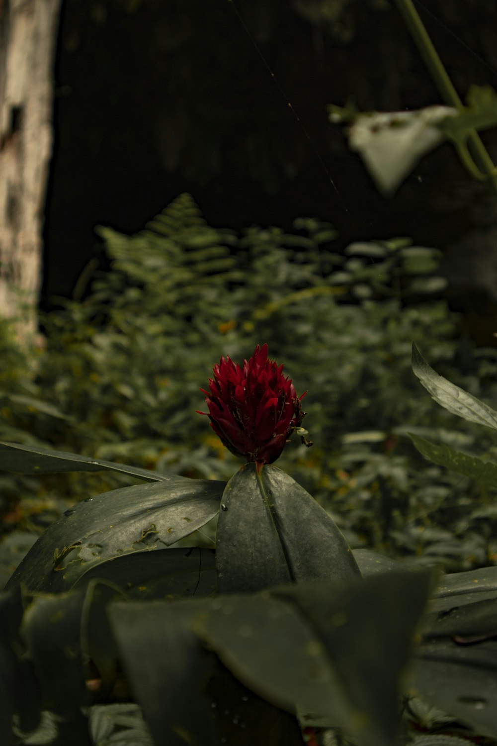 a red flower sitting on top of a lush green field