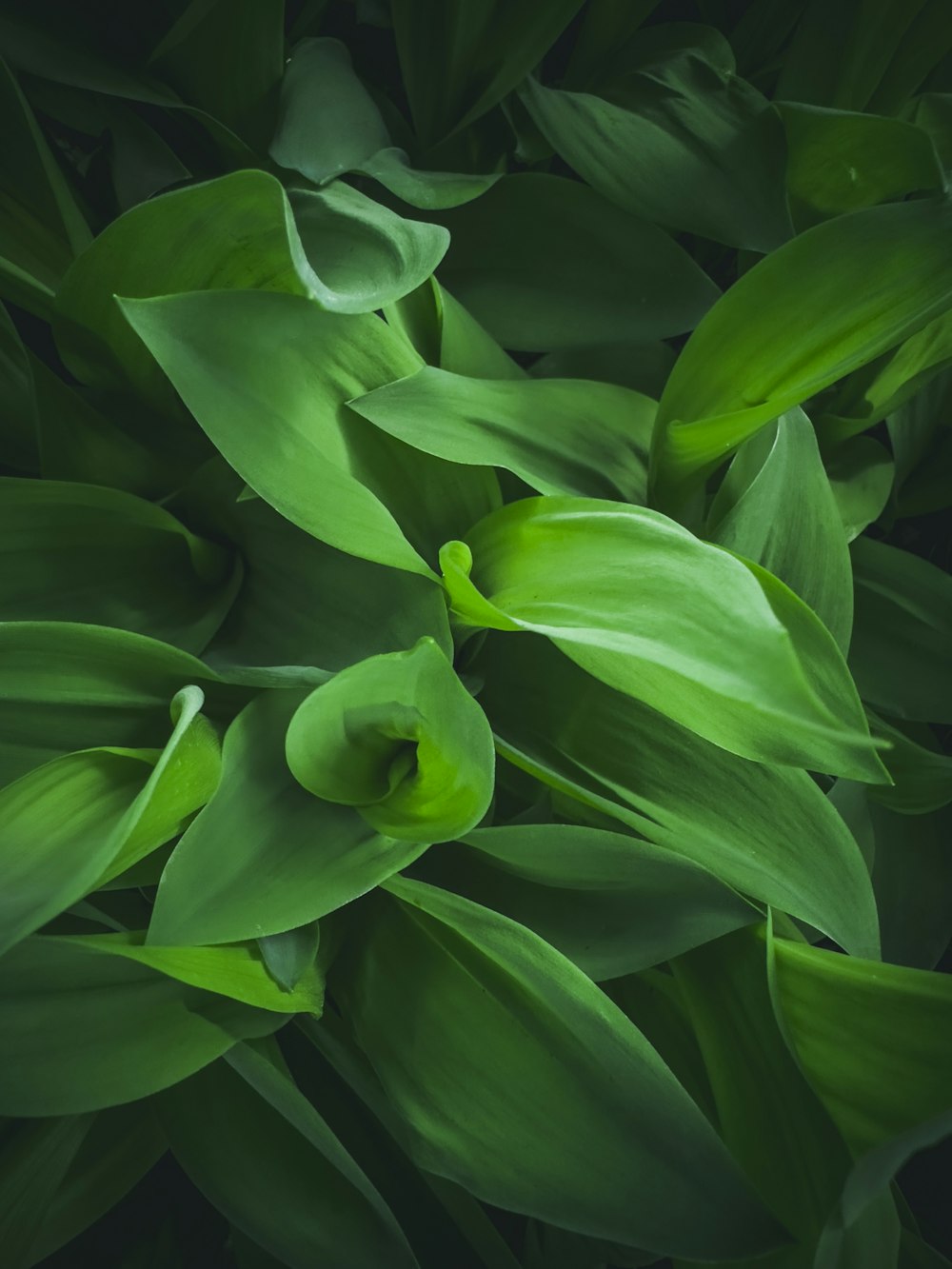 a close up of a green plant with leaves