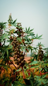 Tropical Vitality Blend