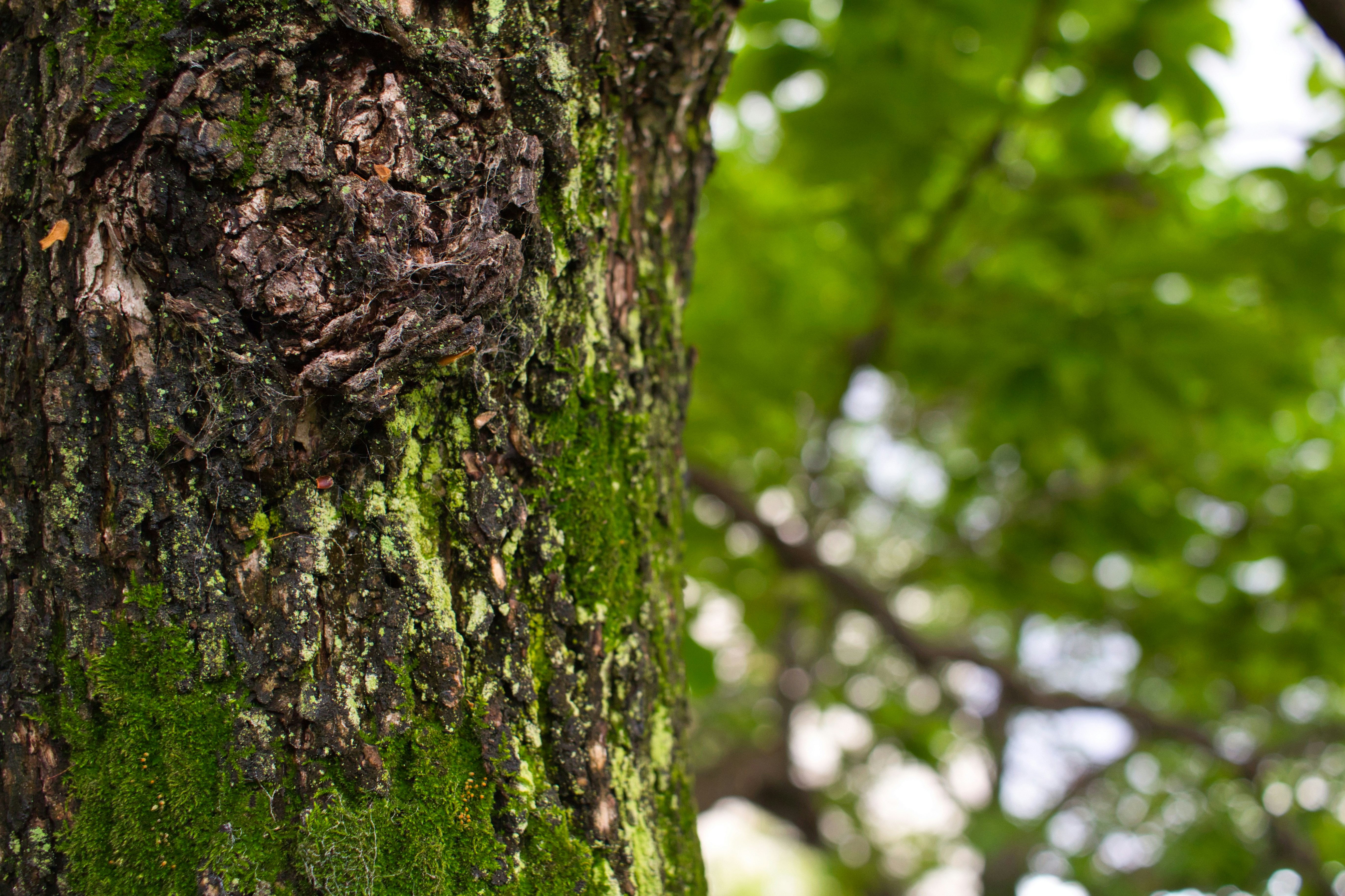 Photo by mcgrapher_enterprises