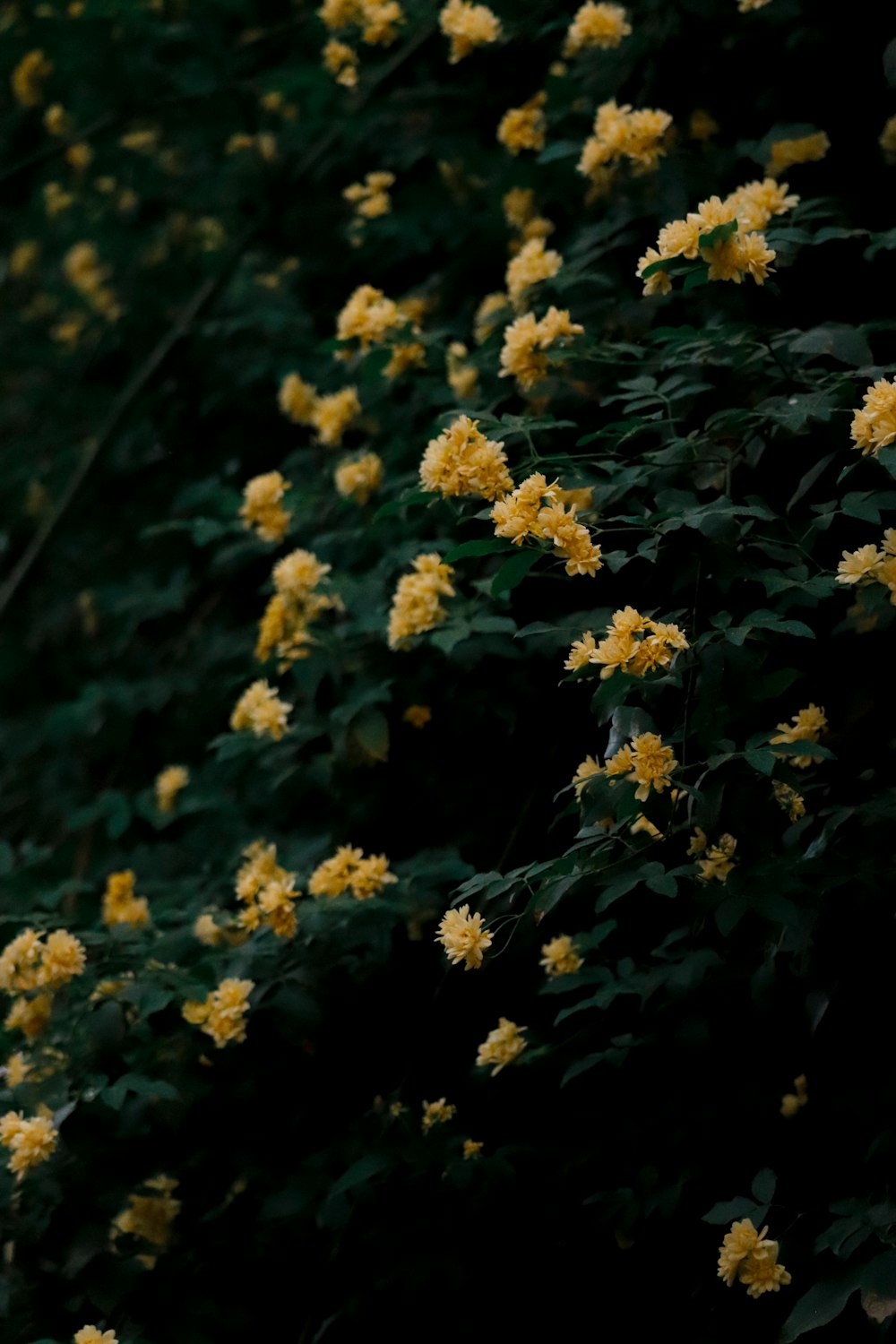 a bunch of yellow flowers growing on a tree