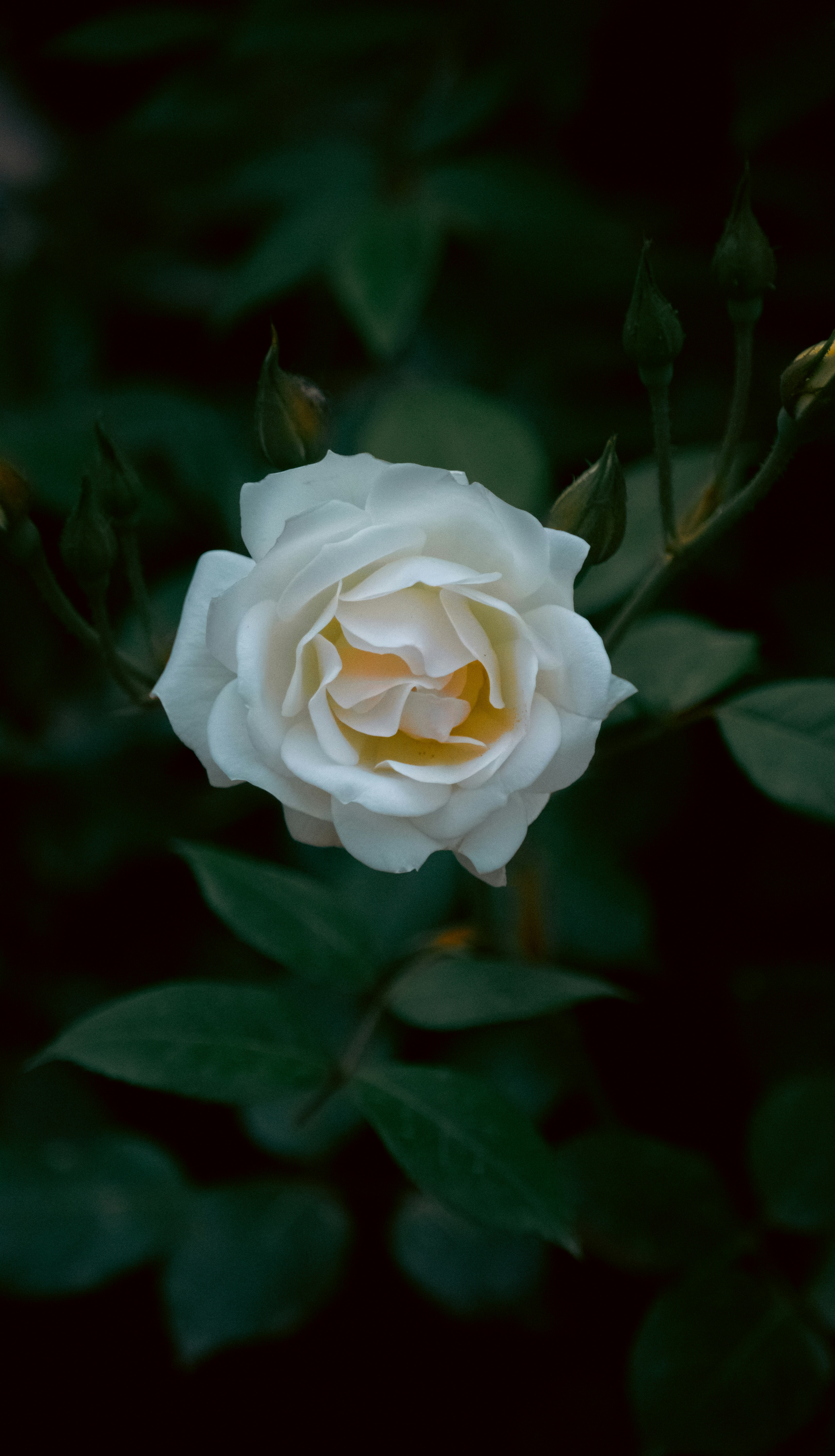 Photo by sinabahar76