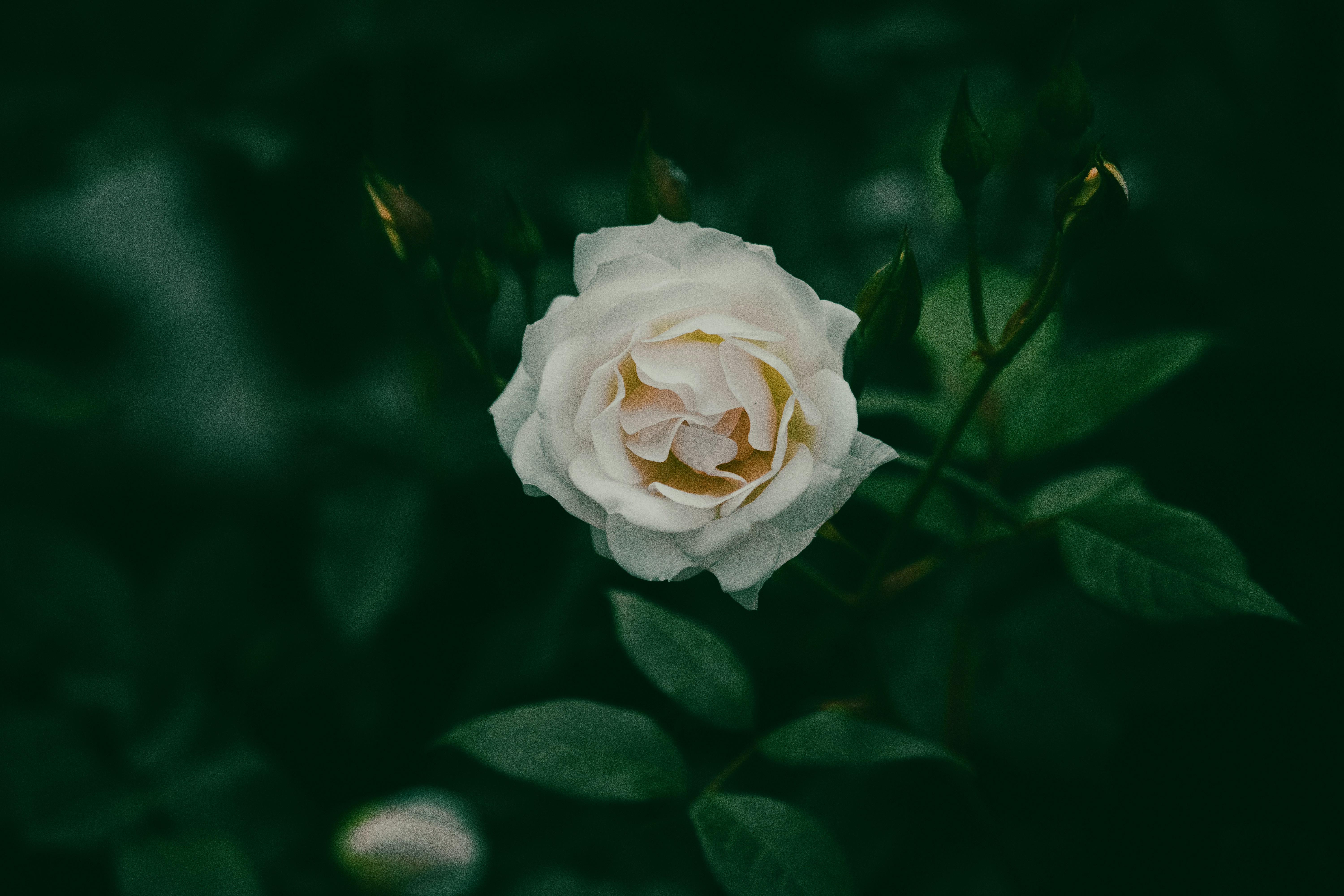 Photo by sinabahar76