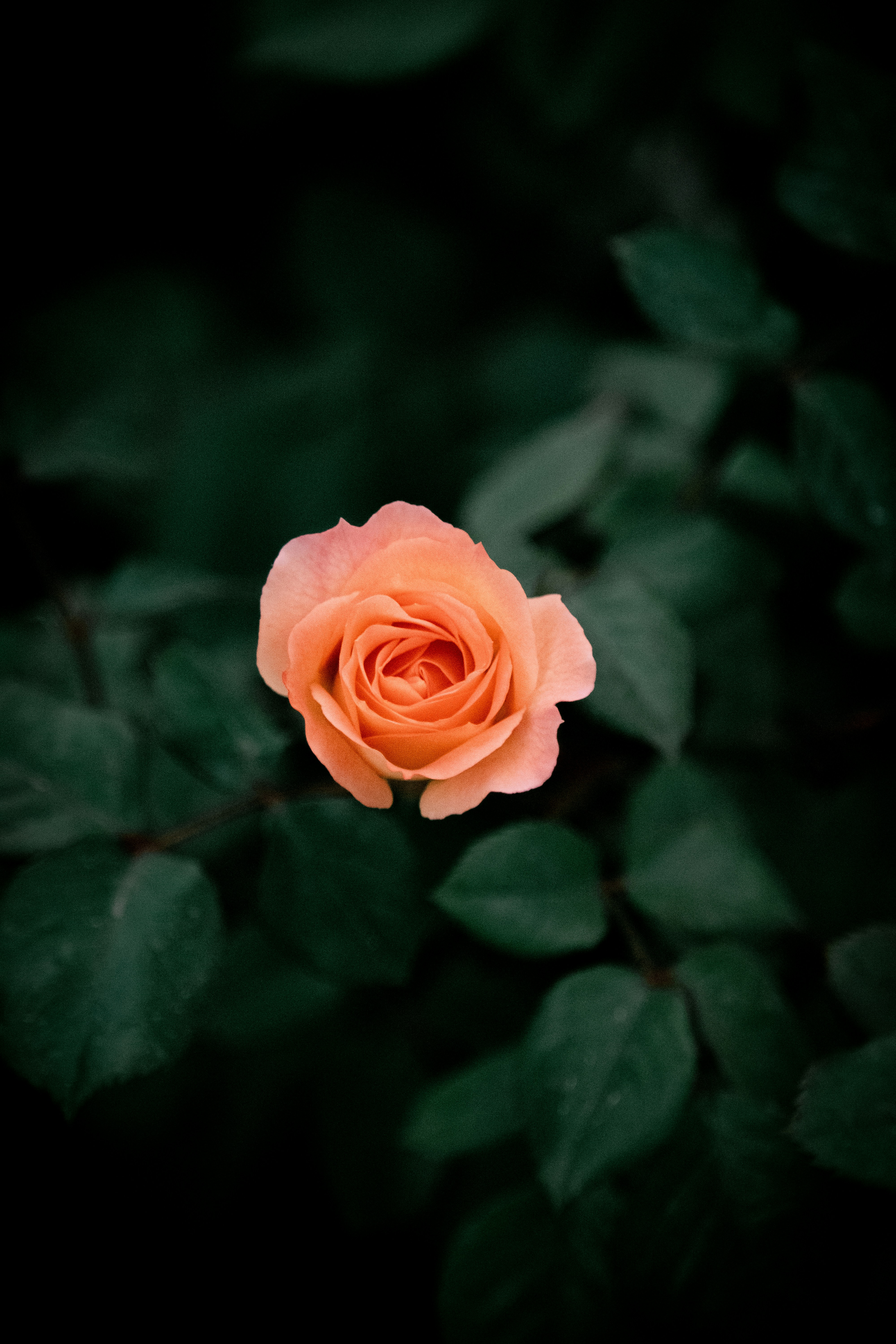 Photo by sinabahar76