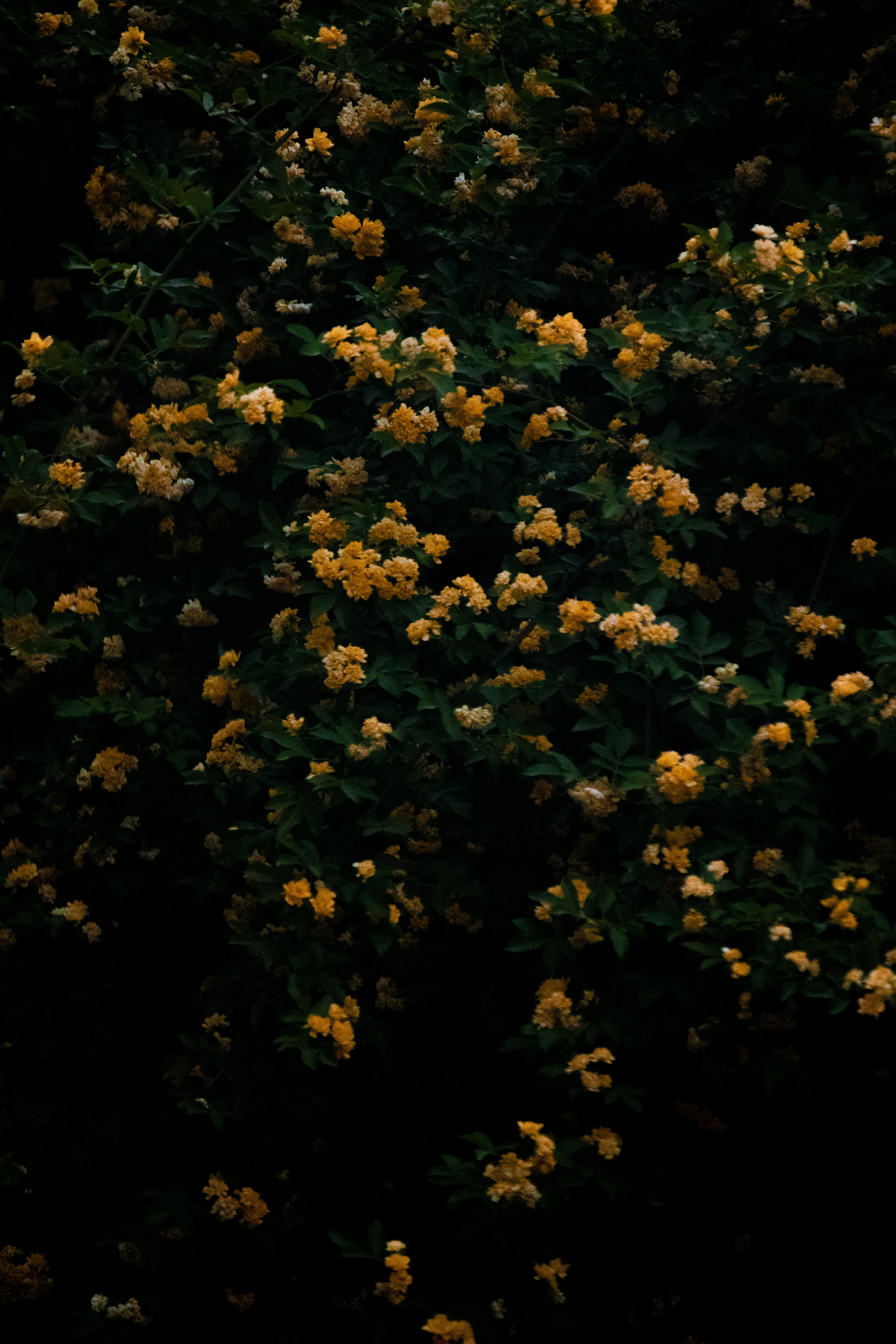 Photo by sinabahar76