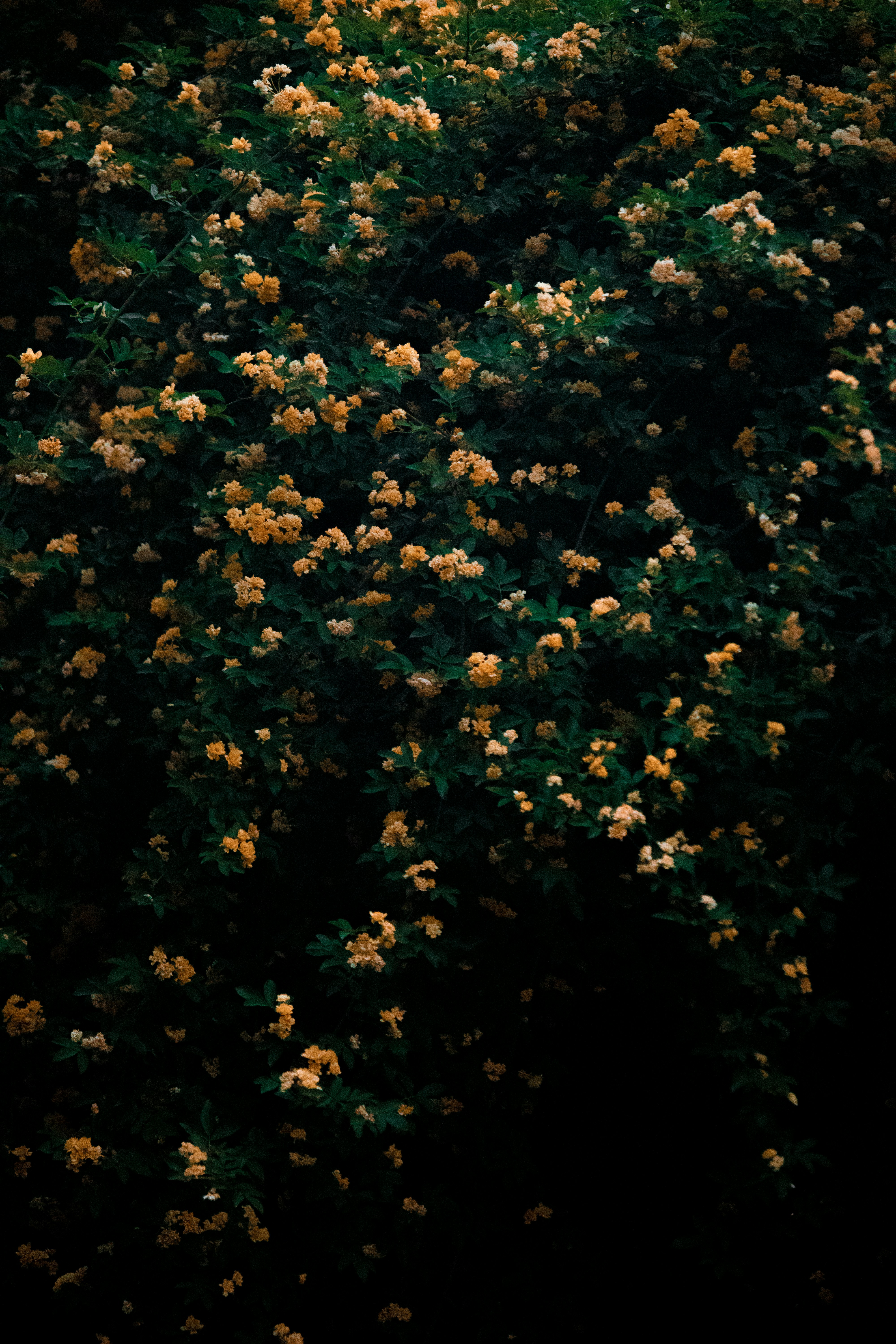 Photo by sinabahar76