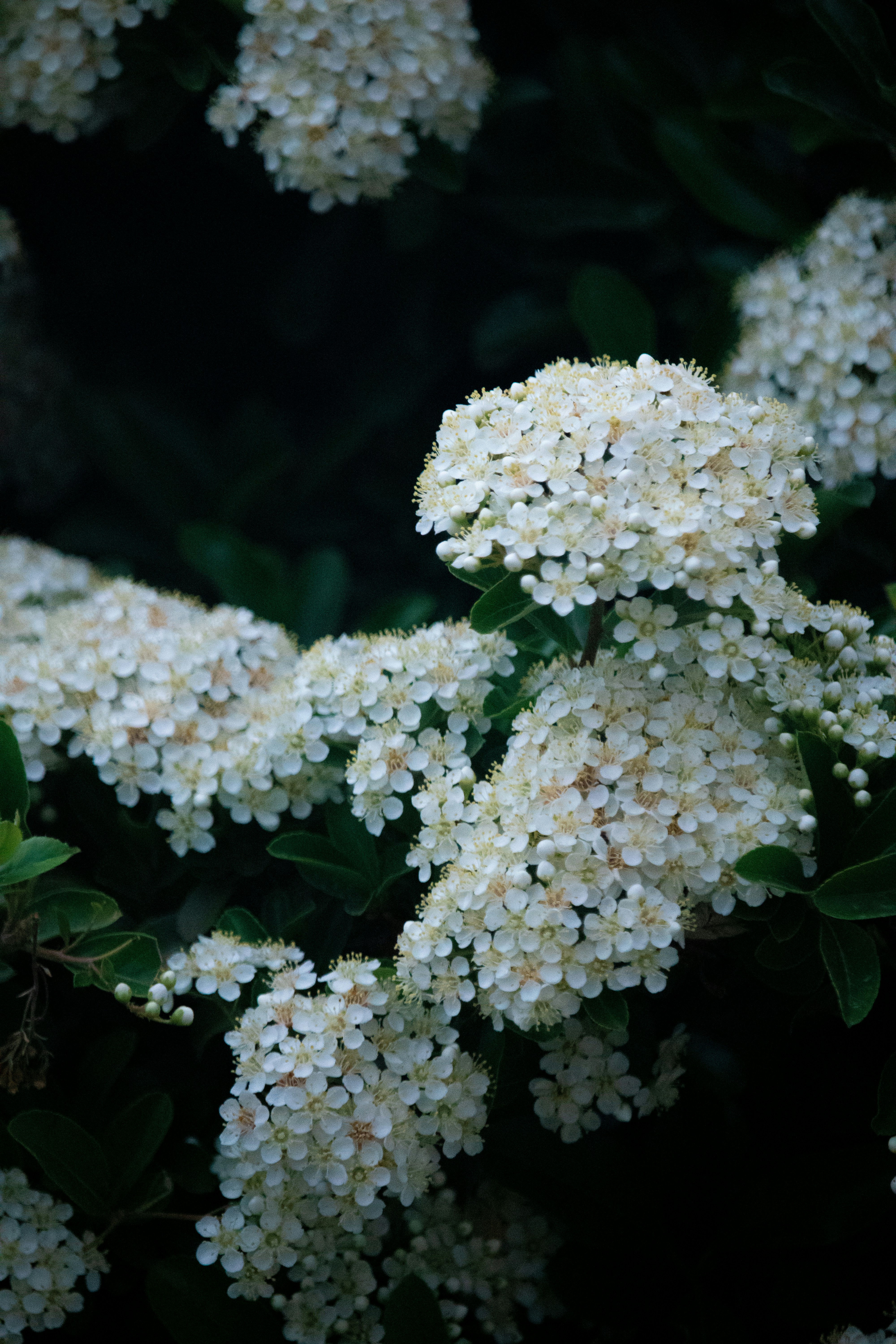 Photo by sinabahar76