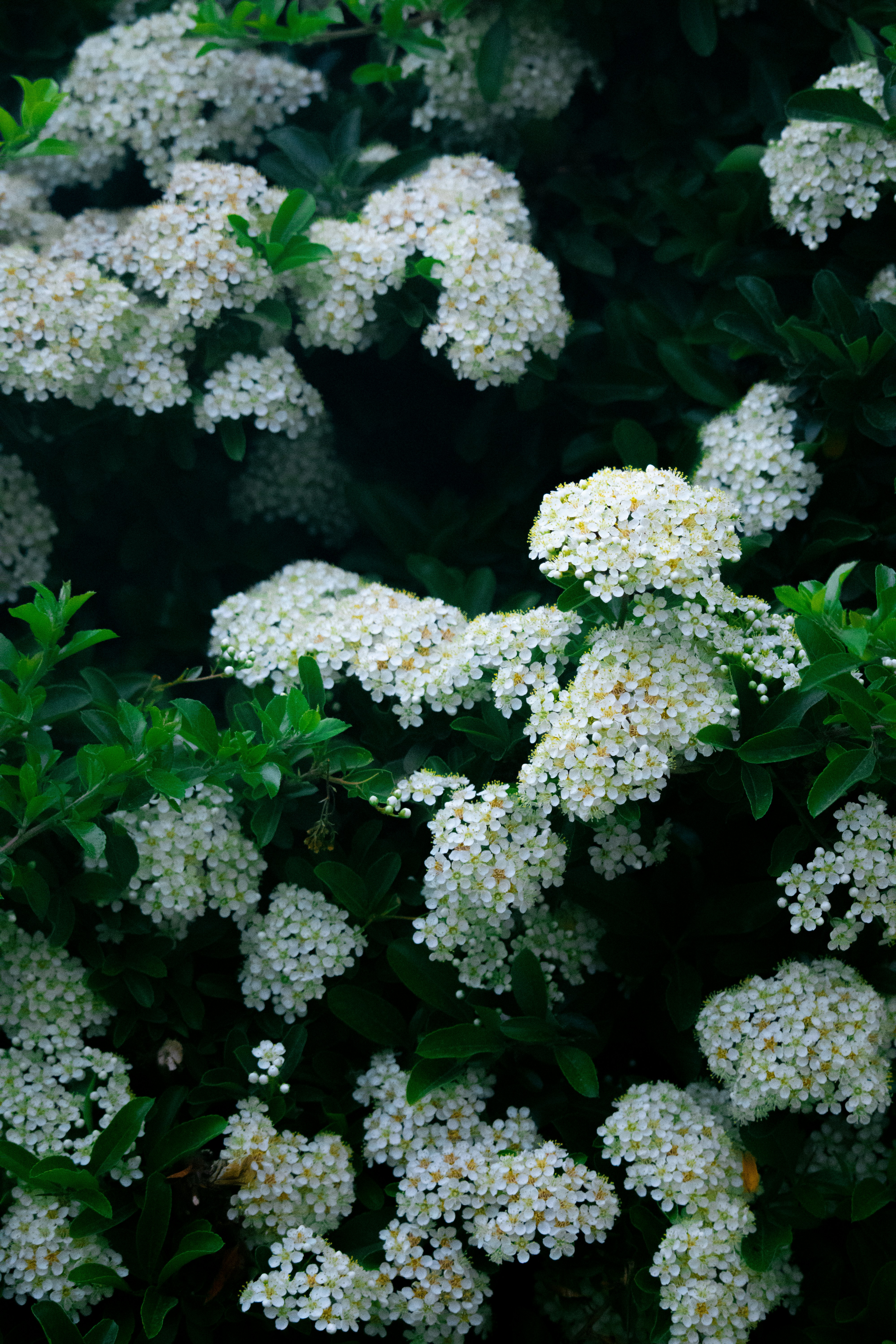 Photo by sinabahar76