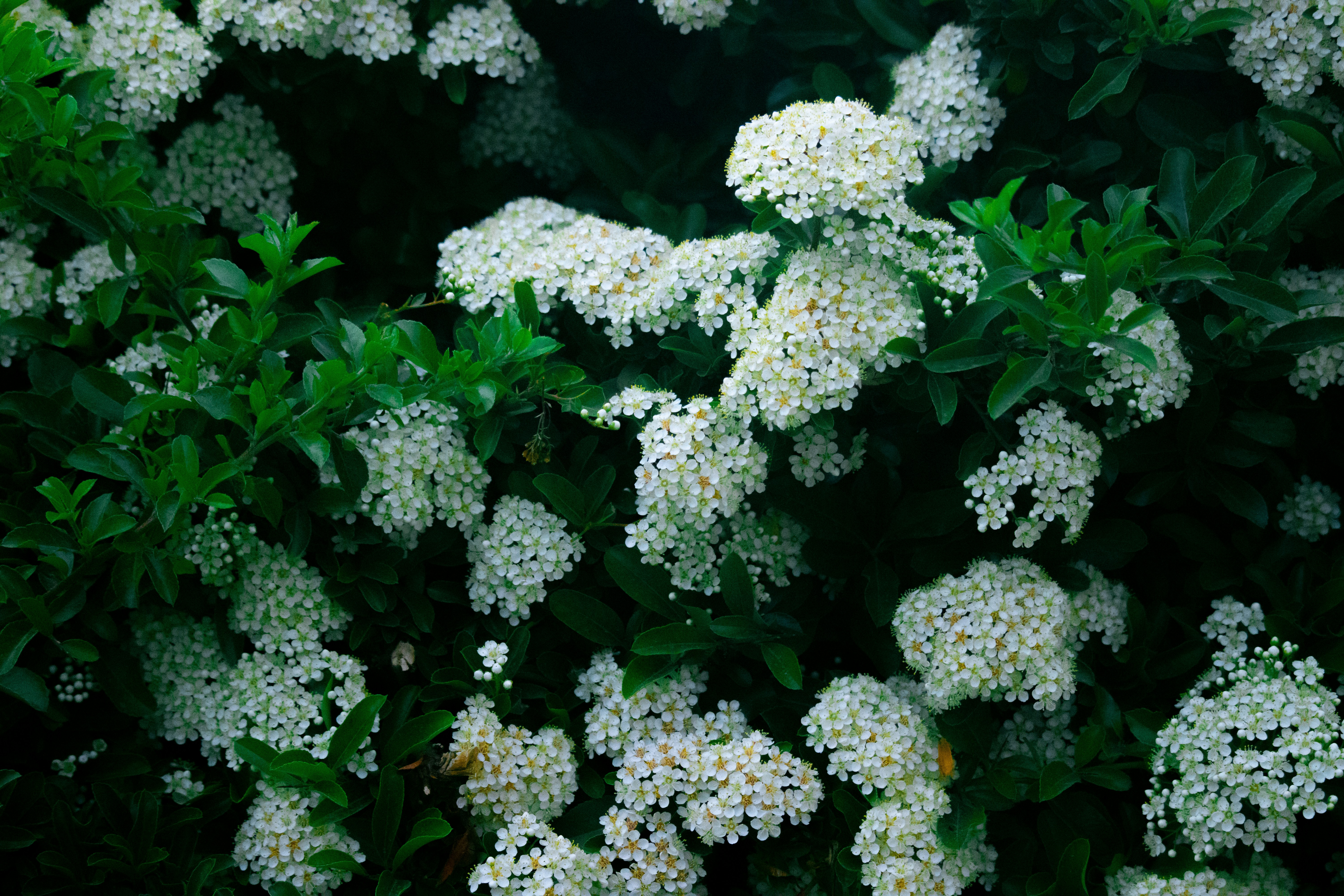 Photo by sinabahar76