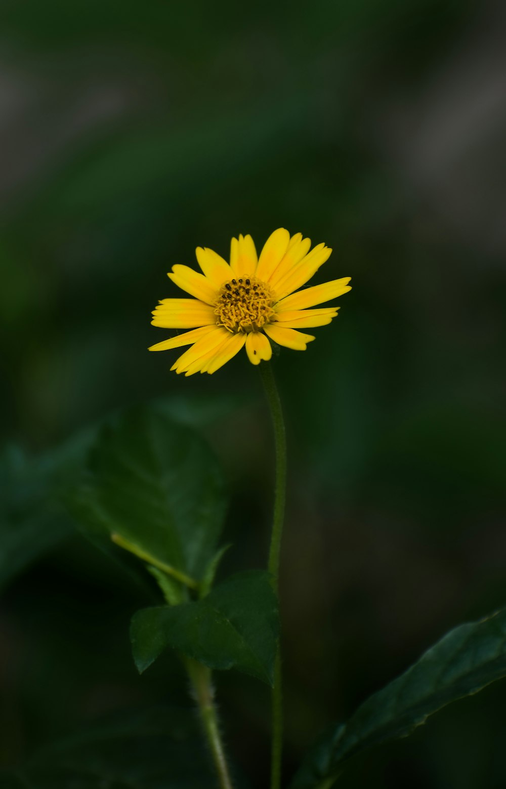 a yellow flower with green leaves in the background