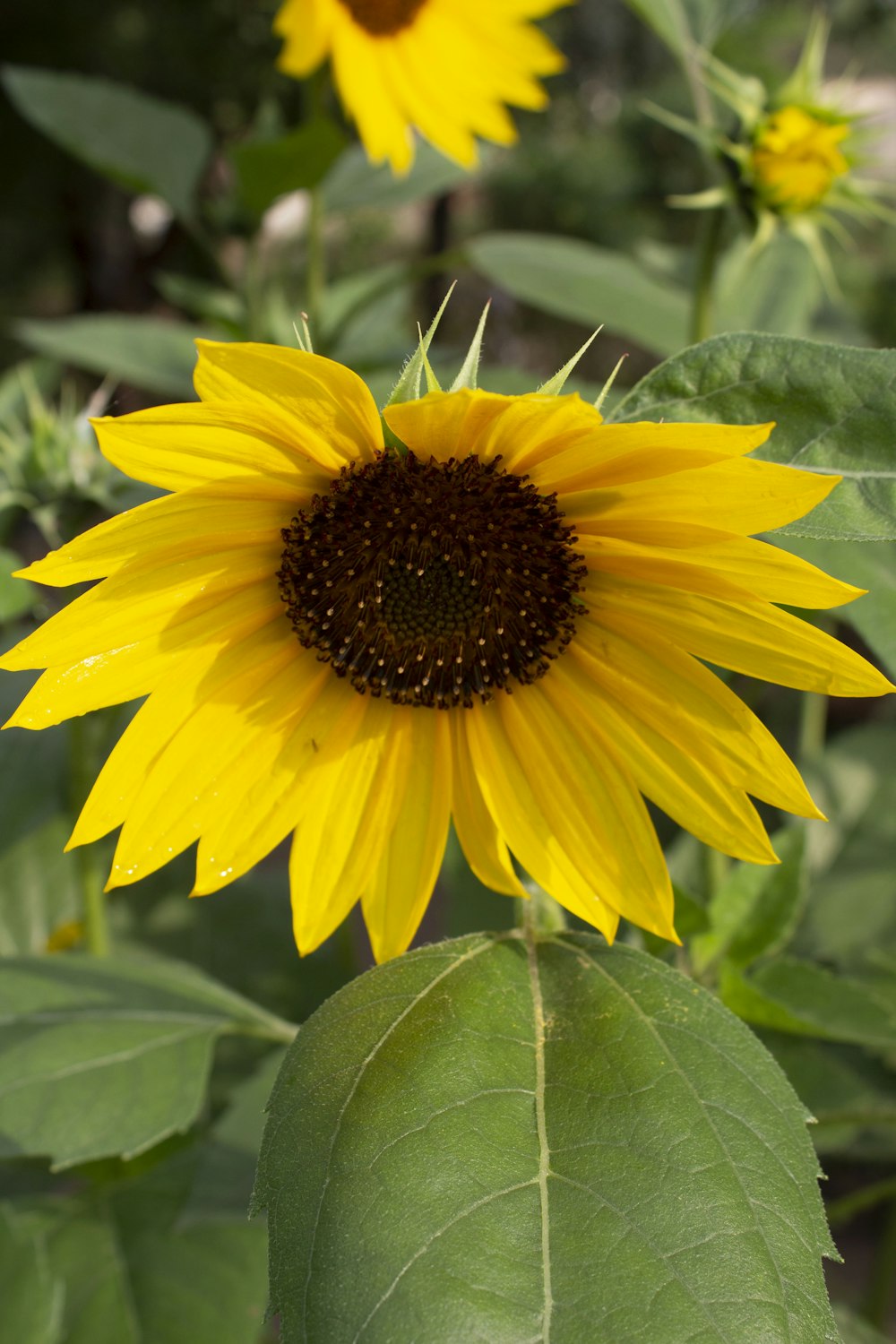 a large yellow sunflower with green leaves