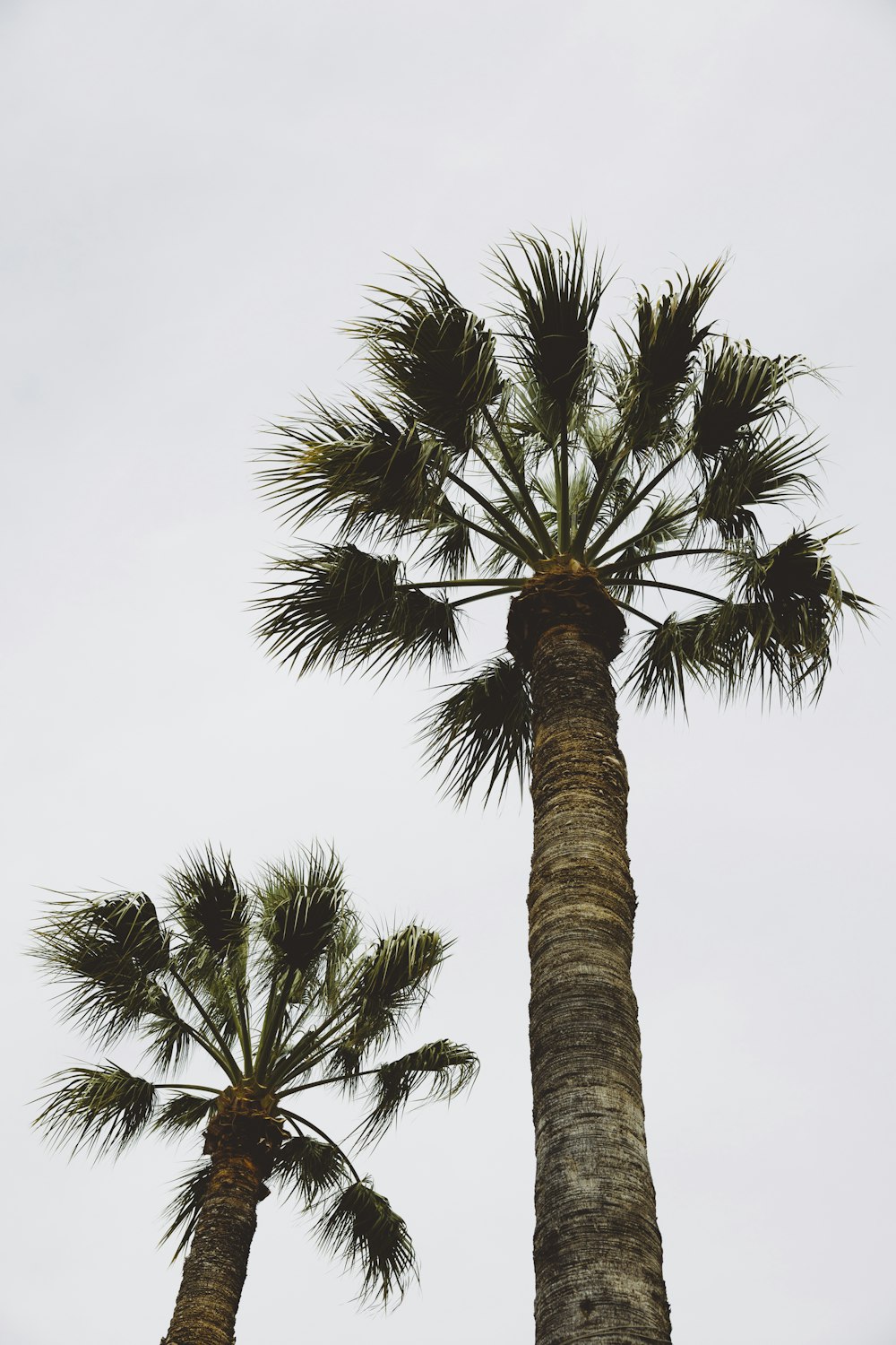 a couple of palm trees standing next to each other