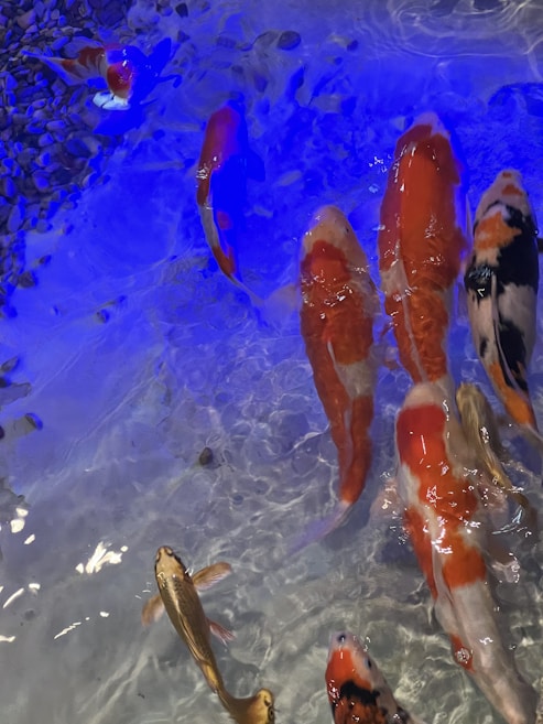 A group of koi fish swimming in clear water, highlighted by a blue light. The fish display a variety of colors including orange, white, black, and cream, with distinct patterns. The water's surface shows gentle ripples, and some pebbles are visible at the bottom of the pool.