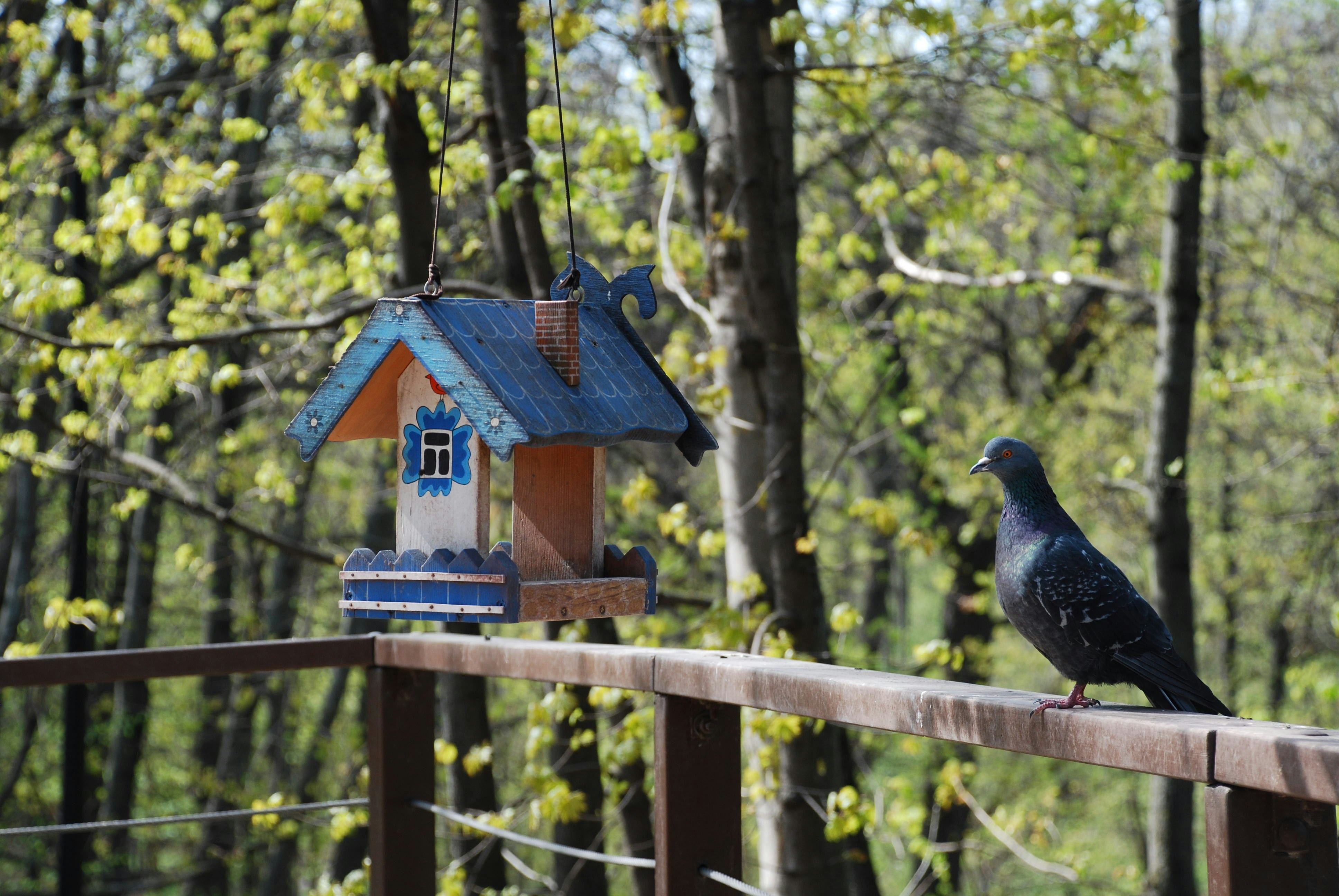 10 Bird Feeder Locations That Boost Backyard Bird Watching