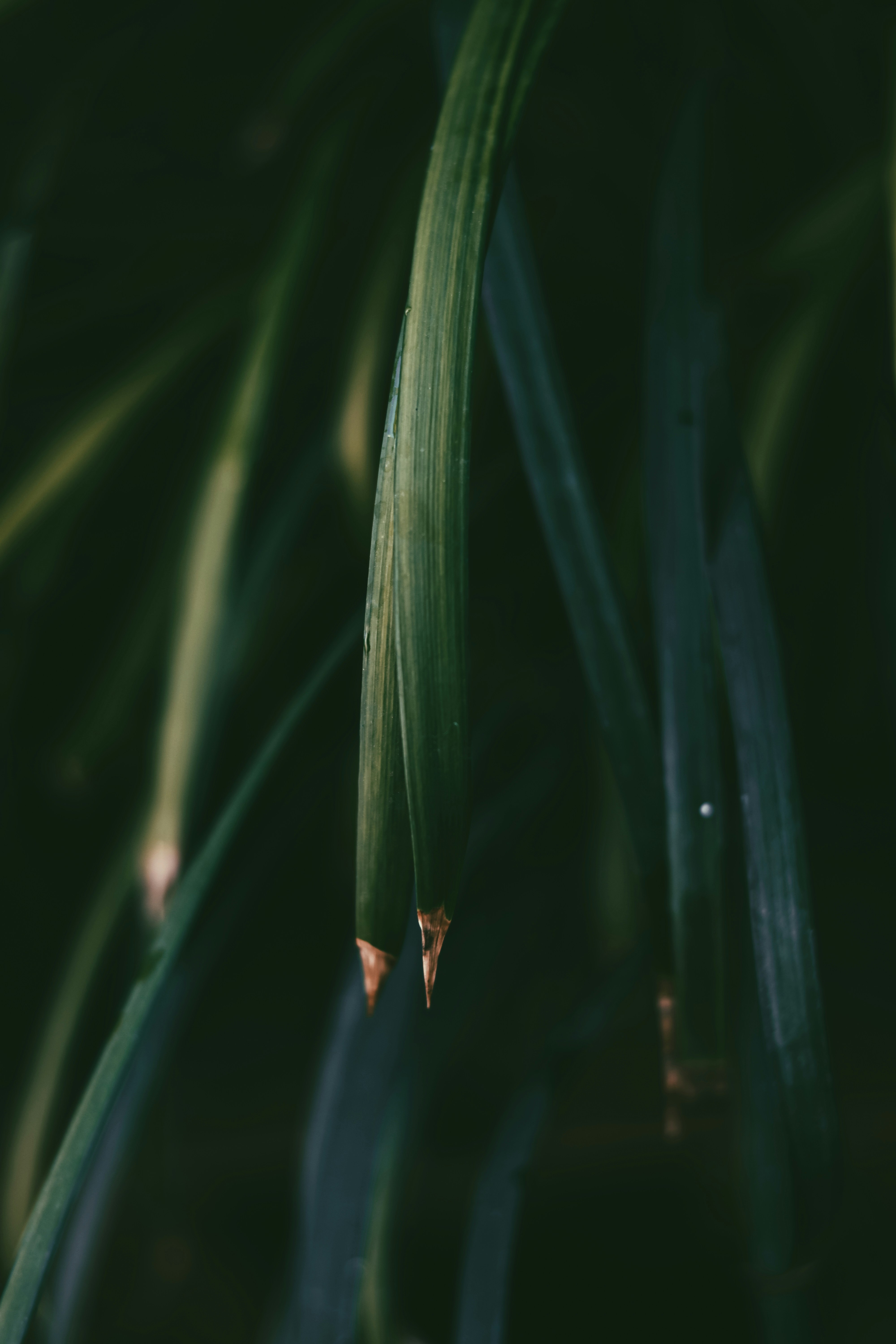 Photo by dhilipantony